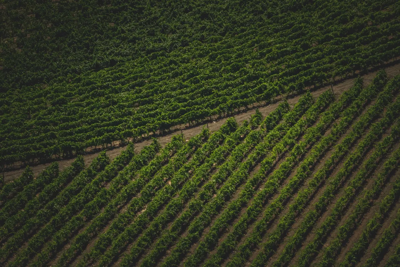 Champagne bio & biodynamie : comprendre et bien choisir
