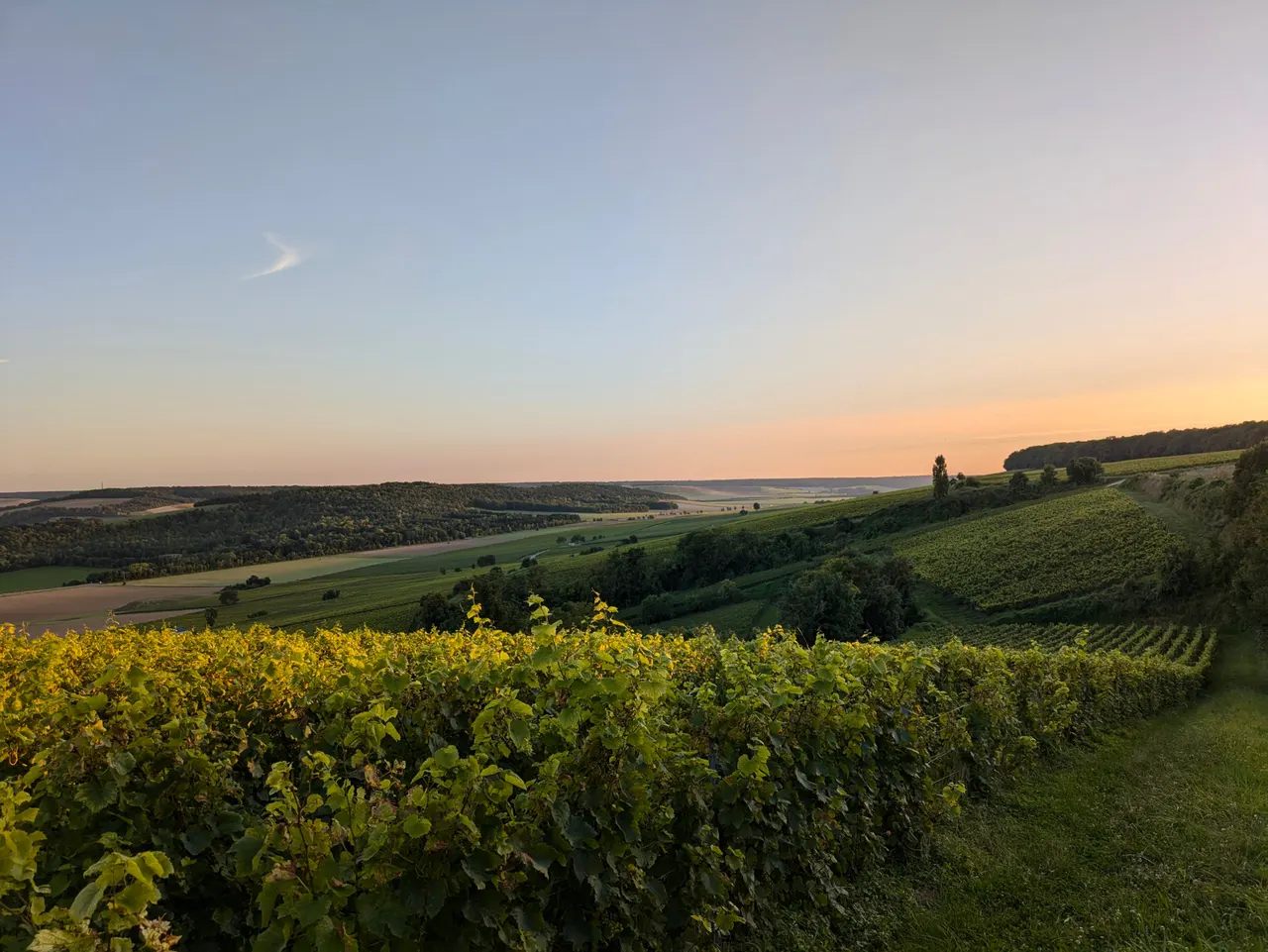 vignoble en coteaux en Champagne au lever du jour